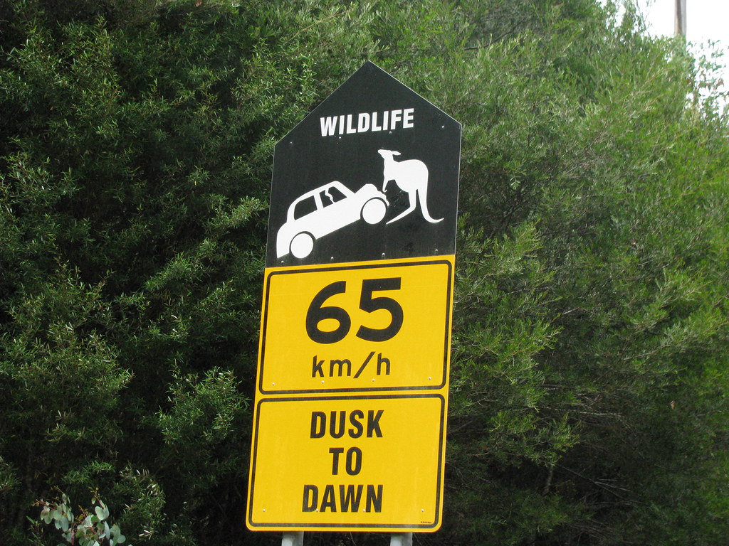 wildlife